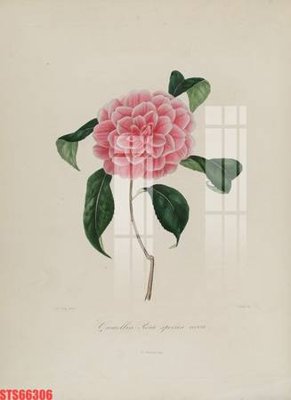 Cung cấp file tranh gốc Tranh sơn dầu phương tây tổng hợp STS66306 độc quyền