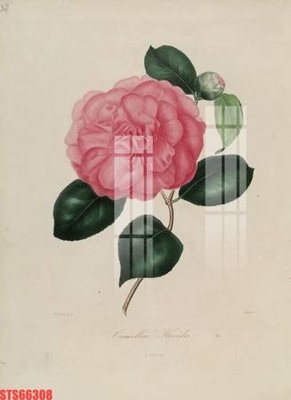 File tranh Tranh sơn dầu phương tây tổng hợp STS66308 (bản gốc) in lụa 5D