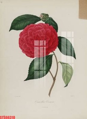 File gốc Tranh sơn dầu phương tây tổng hợp STS66310 (in tráng gương) nghệ thuật