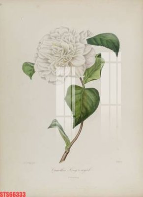 File tranh Tranh sơn dầu phương tây tổng hợp STS66333 (gốc) chủ đề trừu tượng