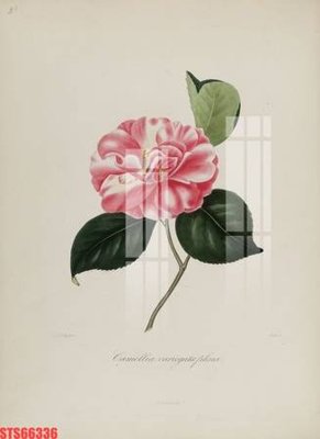 File in ấn Tranh sơn dầu phương tây tổng hợp STS66336 (bản gốc) cao cấp