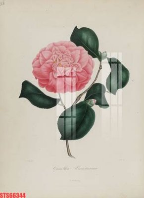 File tranh Tranh sơn dầu phương tây tổng hợp STS66344 (ảnh gốc) cho in ấn kỹ thuật số