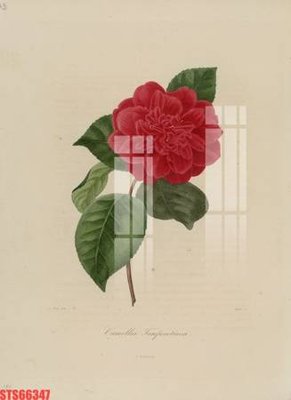 File gốc Tranh sơn dầu phương tây tổng hợp STS66347 (chủ đề hiện đại) trang trí