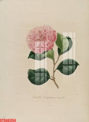 Tải về file gốc Tranh sơn dầu phương tây tổng hợp STS66354 (dùng cho in quảng cáo)