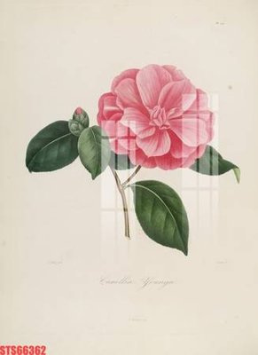 File PSD Tranh sơn dầu phương tây tổng hợp STS66362 (chất lượng in ấn)