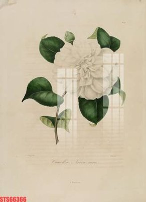 File tranh Tranh sơn dầu phương tây tổng hợp STS66366 (gốc) chủ đề thiên nhiên