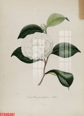 Tải file Tranh sơn dầu phương tây tổng hợp STS66367 (ảnh gốc) in tráng gương