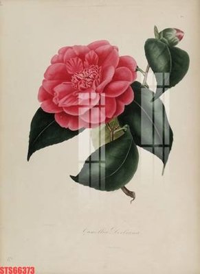 Tệp tin gốc Tranh sơn dầu phương tây tổng hợp STS66373 (chất lượng) Tranh sơn dầu phương tây tổng hợp STS66373