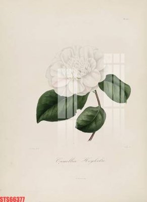 Download file gốc Tranh sơn dầu phương tây tổng hợp STS66377 (in lụa) nghệ thuật