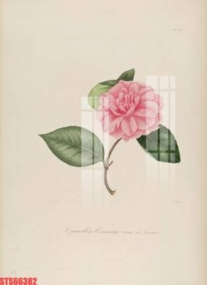 Tải file Tranh sơn dầu phương tây tổng hợp STS66382 (ảnh gốc) in tranh kính