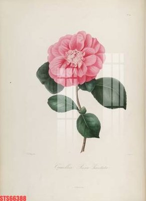 File gốc Tranh sơn dầu phương tây tổng hợp STS66388 (phiên bản chuẩn) để in ấn