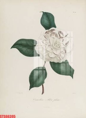 File tranh Tranh sơn dầu phương tây tổng hợp STS66395 (ảnh gốc) chi tiết rõ ràng