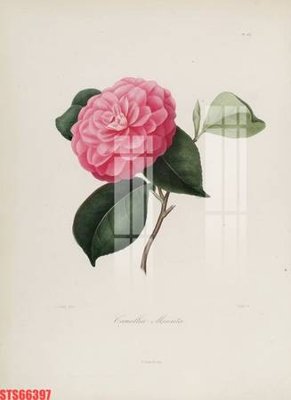 File gốc in ấn Tranh sơn dầu phương tây tổng hợp STS66397 chất lượng vượt trội