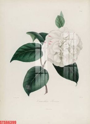 Tải file Tranh sơn dầu phương tây tổng hợp STS66399 (ảnh gốc) độ phân giải 300dpi