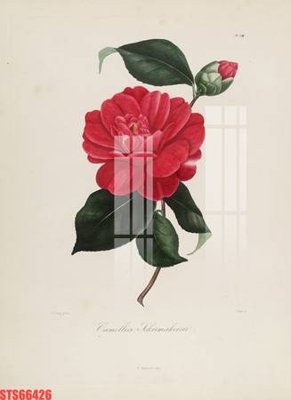 File PSD Tranh sơn dầu phương tây tổng hợp STS66426 (gốc) cho in quảng cáo