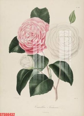 Cung cấp file tranh gốc Tranh sơn dầu phương tây tổng hợp STS66432 độc quyền