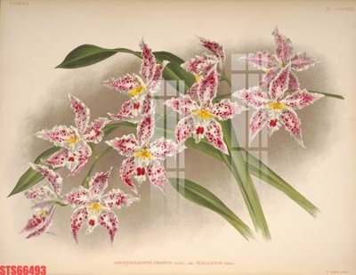 File in ấn Tranh sơn dầu phương tây tổng hợp STS66493 (bản gốc) sắc nét