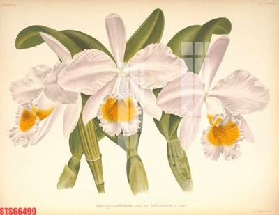 Mua file ảnh gốc Tranh sơn dầu phương tây tổng hợp STS66499 (chất lượng cao)