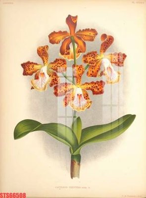 Tải file gốc Tranh sơn dầu phương tây tổng hợp STS66508 (để in lụa)