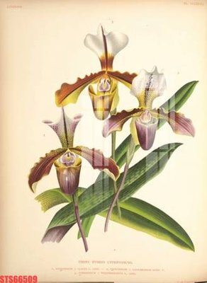 File tranh trang trí Tranh sơn dầu phương tây tổng hợp STS66509 (file gốc)