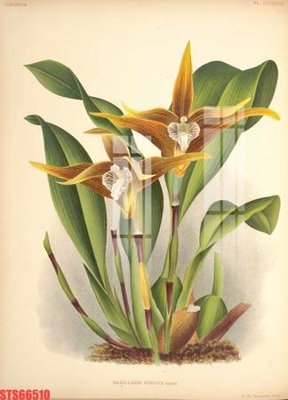 File in trần Tranh sơn dầu phương tây tổng hợp STS66510 (file gốc) hoa văn 3D