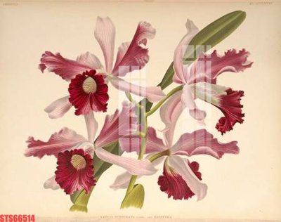 File in mica Tranh sơn dầu phương tây tổng hợp STS66514 (bản gốc) sắc sảo