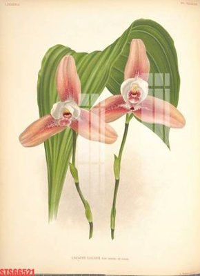 File tranh Tranh sơn dầu phương tây tổng hợp STS66521 (bản gốc) in canvas