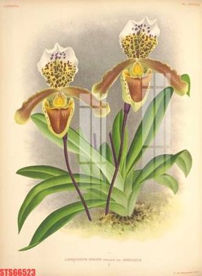 Download file gốc Tranh sơn dầu phương tây tổng hợp STS66523 (độ nét cao)