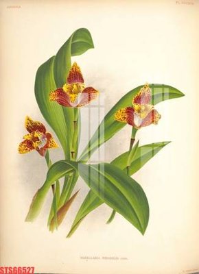 Tải về hình ảnh gốc Tranh sơn dầu phương tây tổng hợp STS66527 sắc nét