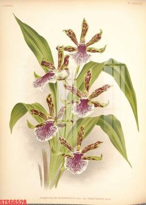 Tải về file gốc Tranh sơn dầu phương tây tổng hợp STS66528 (dùng cho in quảng cáo)