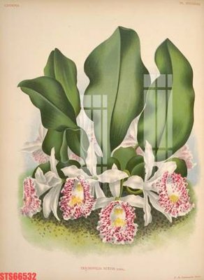 File in ấn Tranh sơn dầu phương tây tổng hợp STS66532 (bản gốc) từ file gốc