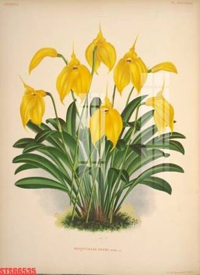 File tranh Tranh sơn dầu phương tây tổng hợp STS66535 (ảnh gốc) in trần xuyên sáng