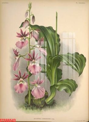 File in ấn Tranh sơn dầu phương tây tổng hợp STS66543 chuyên nghiệp