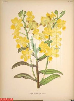 Chi tiết file ảnh Tranh sơn dầu phương tây tổng hợp STS66549 sắc nét