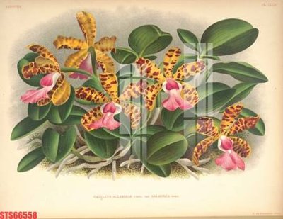 File in ấn Tranh sơn dầu phương tây tổng hợp STS66558 (bản gốc) sắc nét