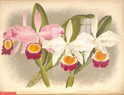 Tải file gốc in lụa Tranh sơn dầu phương tây tổng hợp STS66569 siêu nét