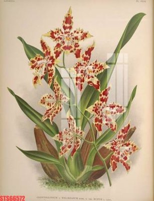 File gốc Tranh sơn dầu phương tây tổng hợp STS66572 (in mica) trang trí