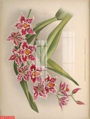 File in trần Tranh sơn dầu phương tây tổng hợp STS66575 (bản gốc) trời sao