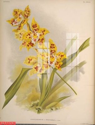 Tải về file tranh gốc Tranh sơn dầu phương tây tổng hợp STS66576 (để in quảng cáo)