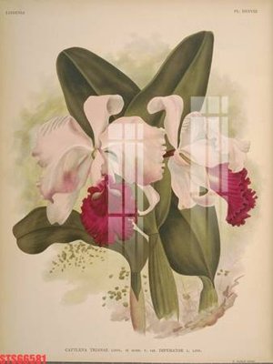 File gốc Tranh sơn dầu phương tây tổng hợp STS66581 (PNG) nền trong suốt