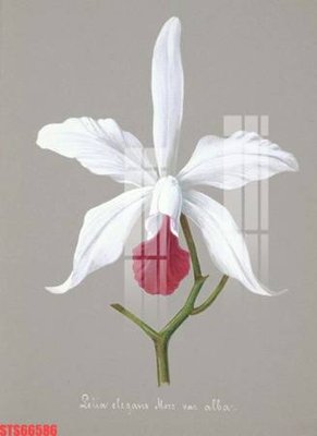 File tranh Tranh sơn dầu phương tây tổng hợp STS66586 (gốc) in trên kính