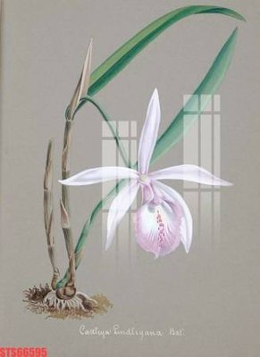 Tải file Tranh sơn dầu phương tây tổng hợp STS66595 (gốc) làm file tranh quảng cáo