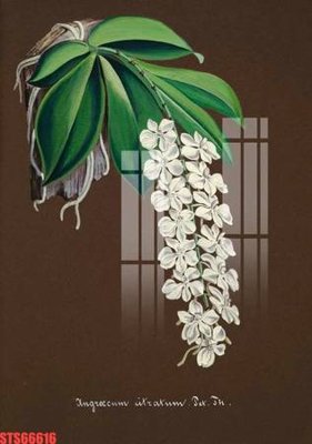 File ảnh Tranh sơn dầu phương tây tổng hợp STS66616 (gốc) in quảng cáo ngoài trời