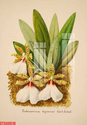 File gốc Tranh sơn dầu phương tây tổng hợp STS66618 (phong cách) cổ điển