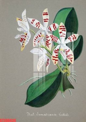 Ảnh gốc Tranh sơn dầu phương tây tổng hợp STS66636 (nét căng) in mica