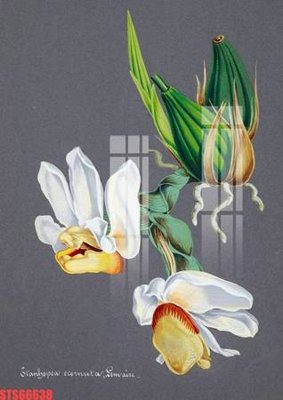 Tải file PSD Tranh sơn dầu phương tây tổng hợp STS66638 (nguyên layer) để in