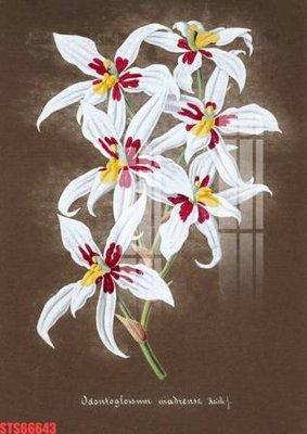 File gốc Tranh sơn dầu phương tây tổng hợp STS66643 (in mica) làm quà tặng