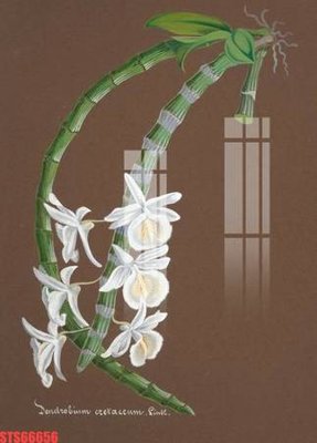 Download file gốc Tranh sơn dầu phương tây tổng hợp STS66656 (dùng cho in ấn)