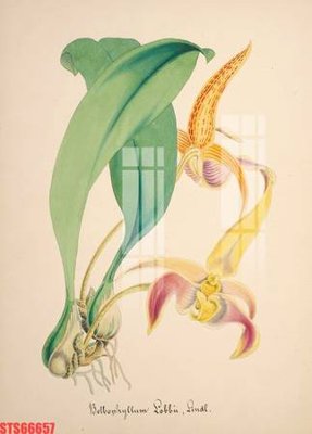 File in ấn Tranh sơn dầu phương tây tổng hợp STS66657 (bản gốc) cao cấp