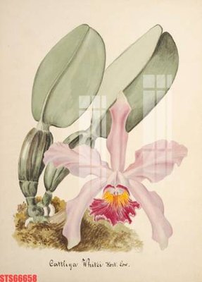 File tranh quảng cáo Tranh sơn dầu phương tây tổng hợp STS66658 (file gốc) chuyên nghiệp